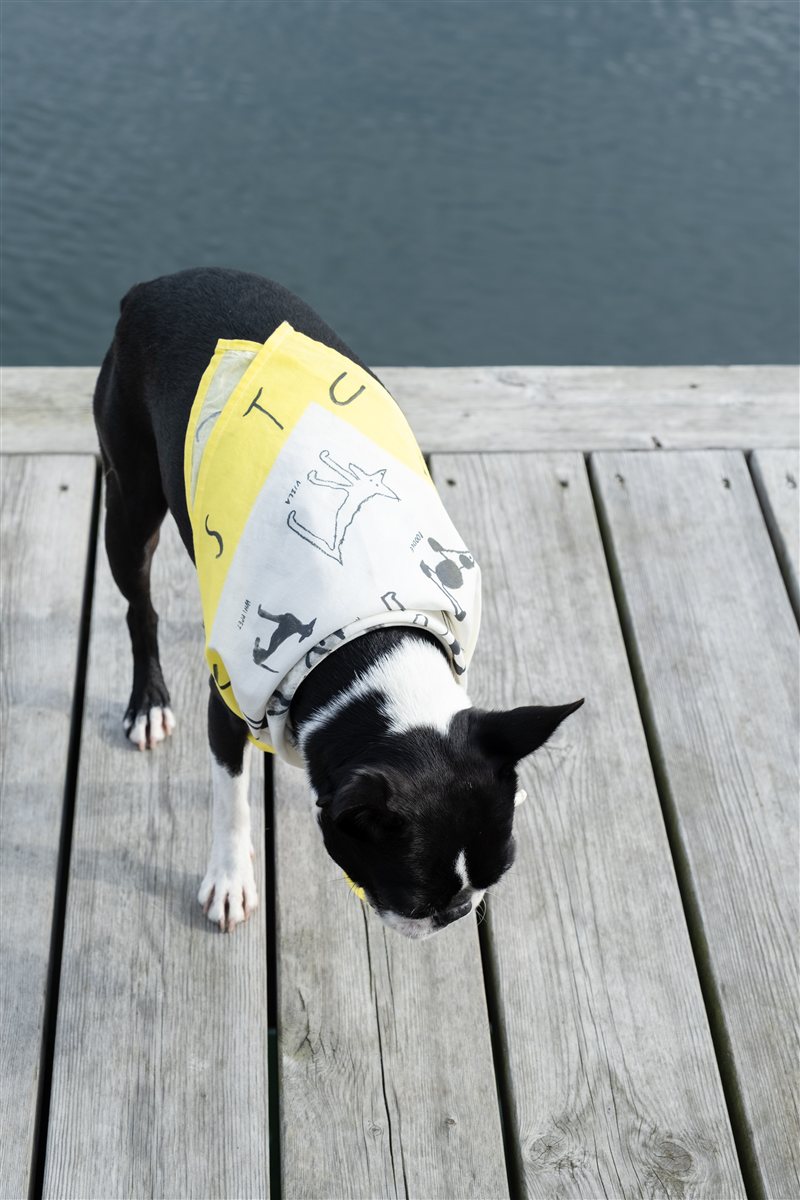 スカーフを巻いた犬